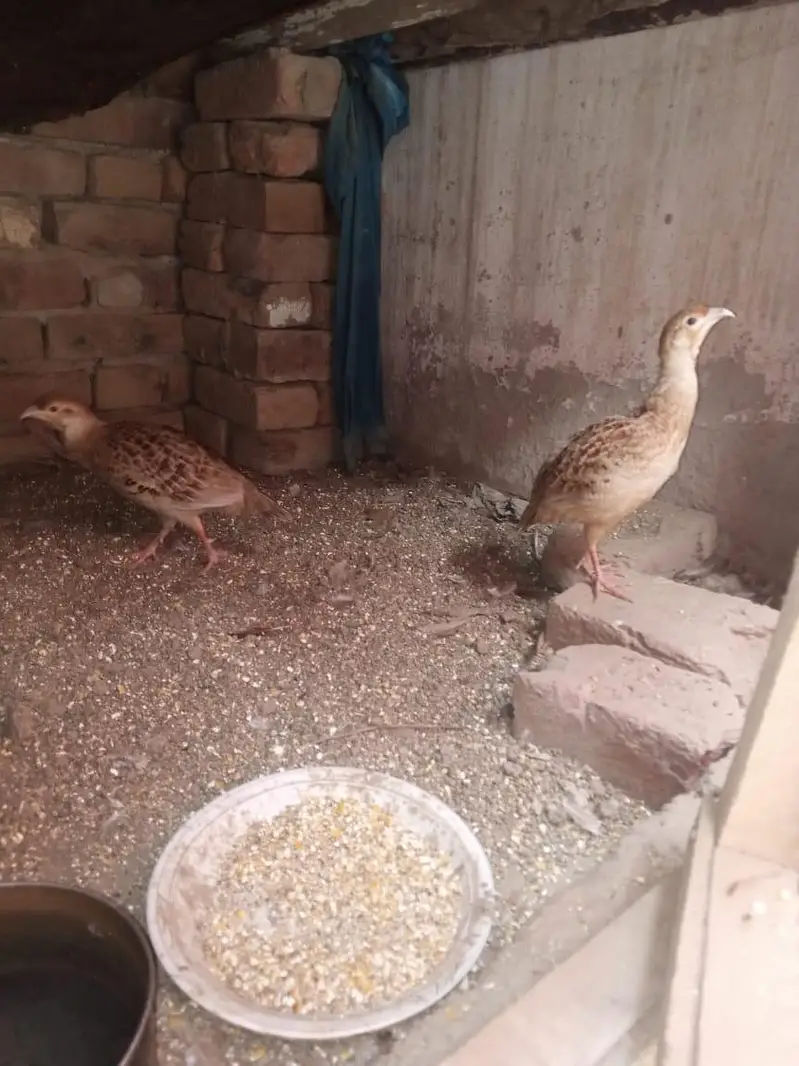 irani teetar best quality — photo 6