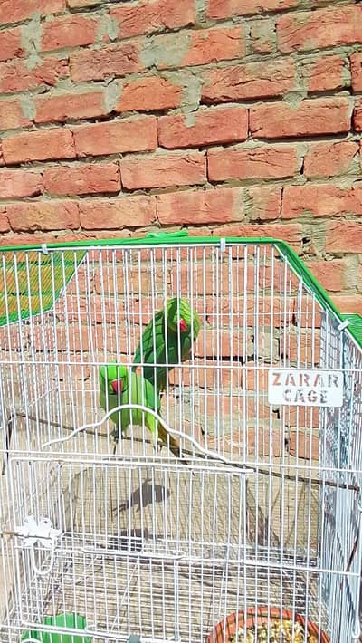 full breeder pair 03400706954