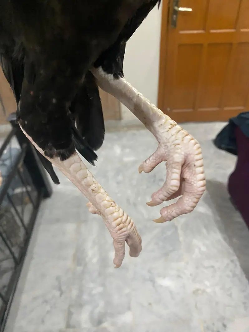 Aseel patha — photo 3