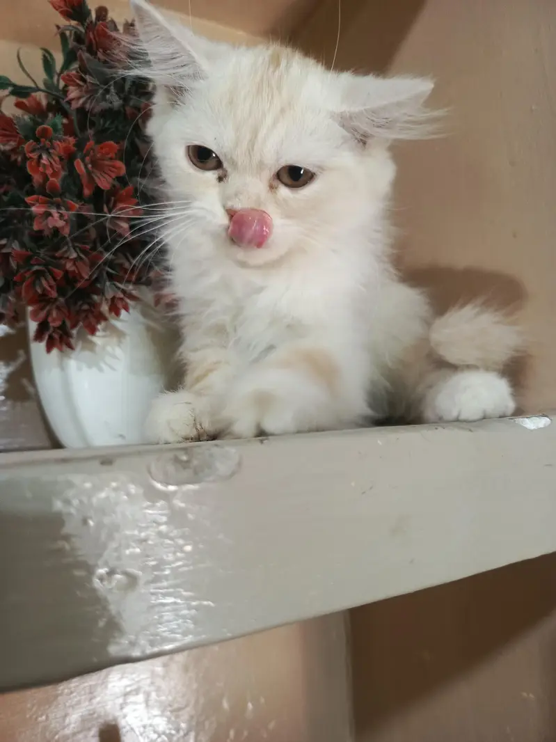 pesian — photo 4