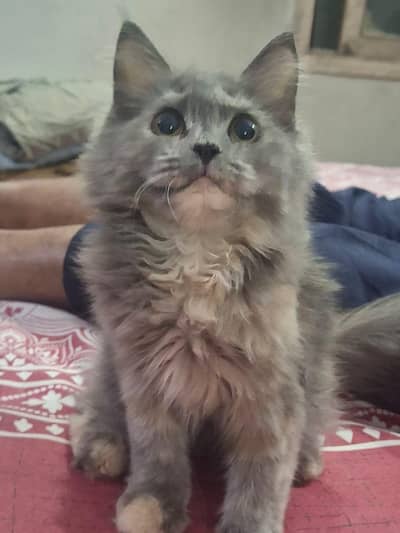 Persian kitten for sale