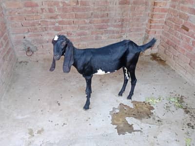 *"Urgent Sale Pure Beetal Black White Goat Faisalabad"*