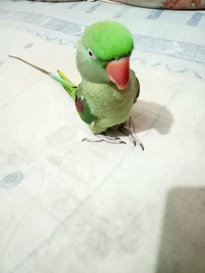 Raw Female Parrot Hand Tame