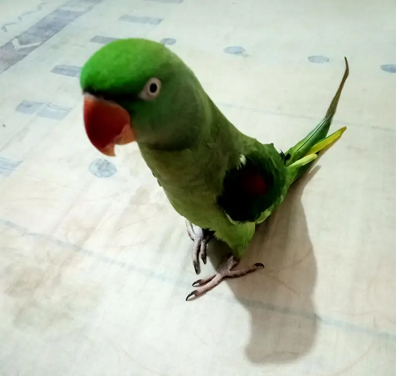 Raw Female Parrot Hand Tame — photo 2