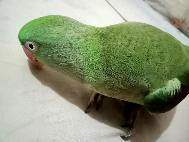 Raw Female Parrot Hand Tame — photo 4