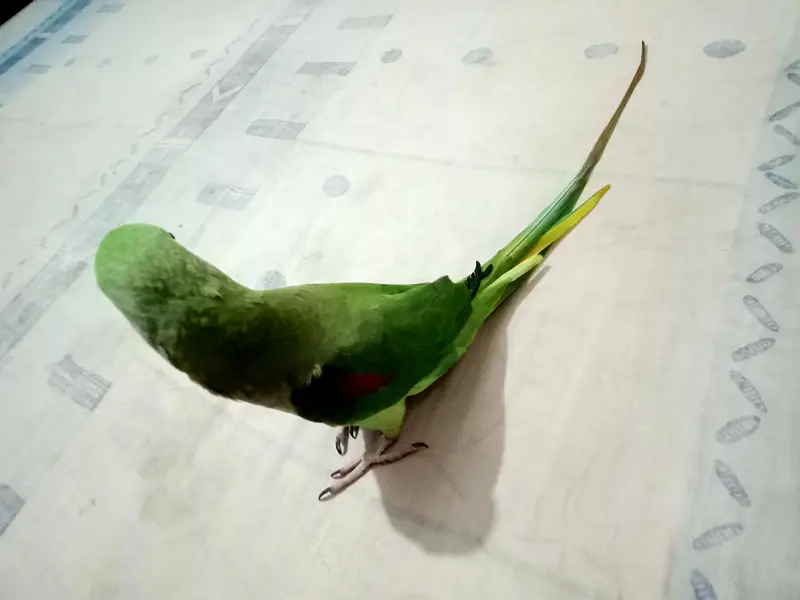 Raw Female Parrot Hand Tame — photo 5