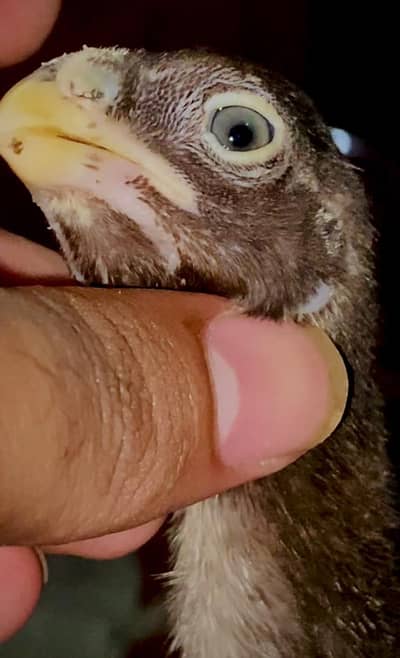 Parrot Beak X Dragon Feamle Chick's Available