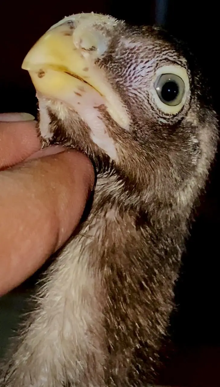 Parrot Beak X Dragon Feamle Chick's Available — photo 2