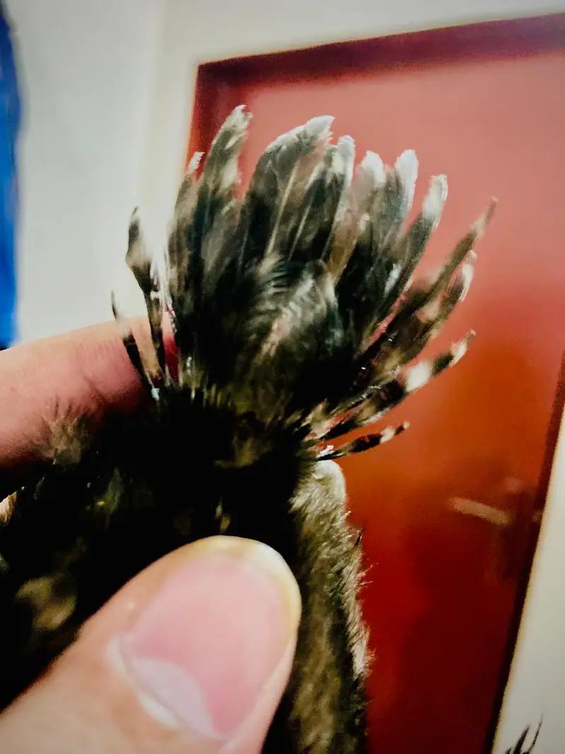 Parrot Beak X Dragon Feamle Chick's Available — photo 4