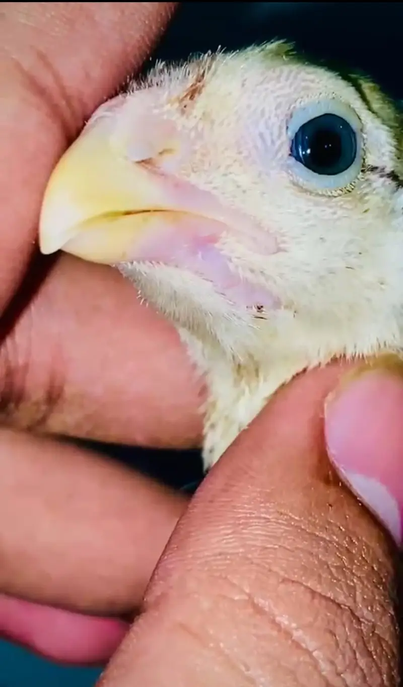 Parrot Beak X Dragon Feamle Chick's Available — photo 5
