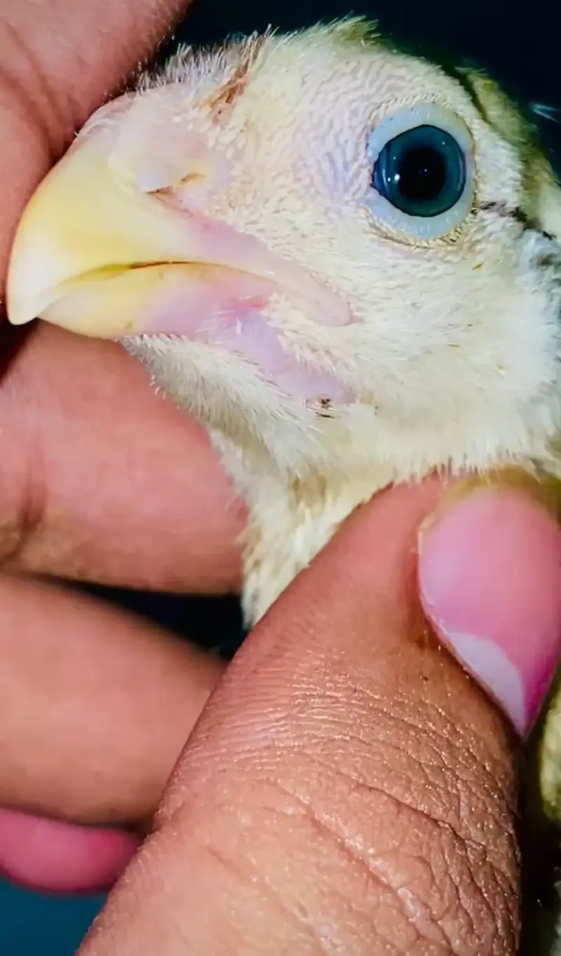 Parrot Beak X Dragon Feamle Chick's Available — photo 6