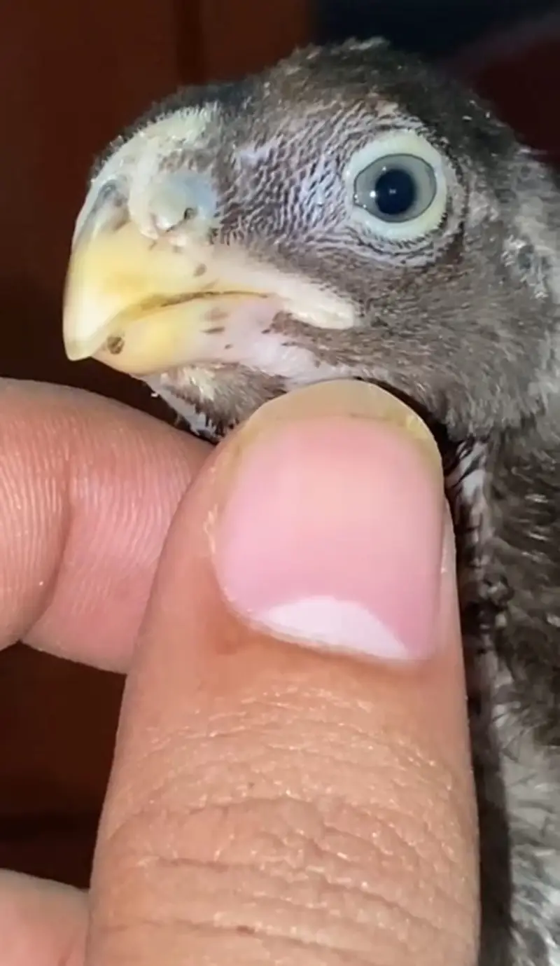 Parrot Beak X Dragon Feamle Chick's Available — photo 8