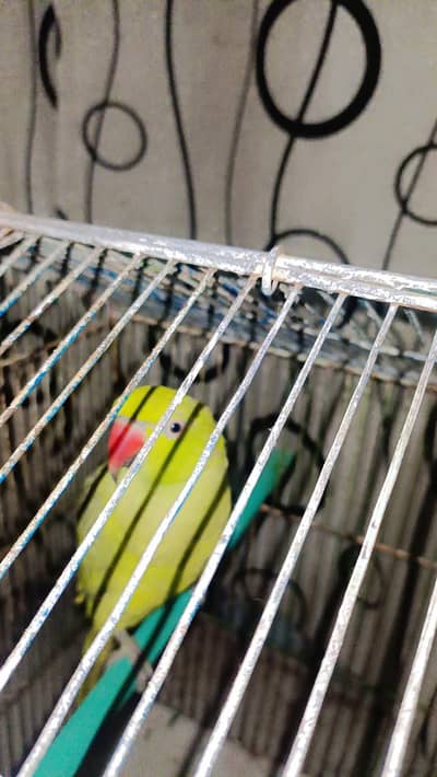 Indian ringneck female breeder healthy female