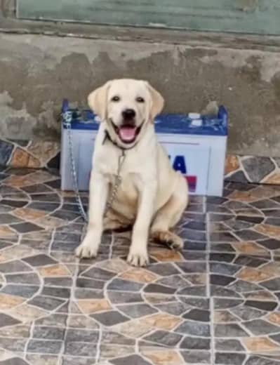 apple face lebra male for sale