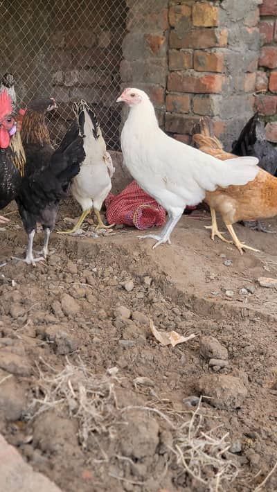 golden Misri starter Pathiya Murgiya mix available Vaccinated Flock