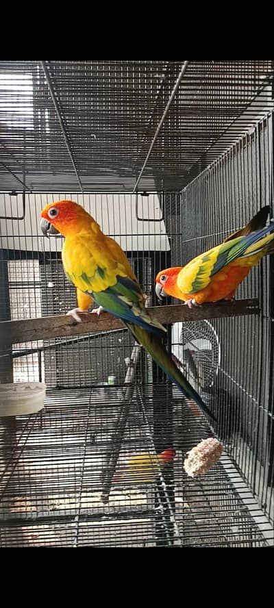 sun conure bredar pair with dna raw breedar female
