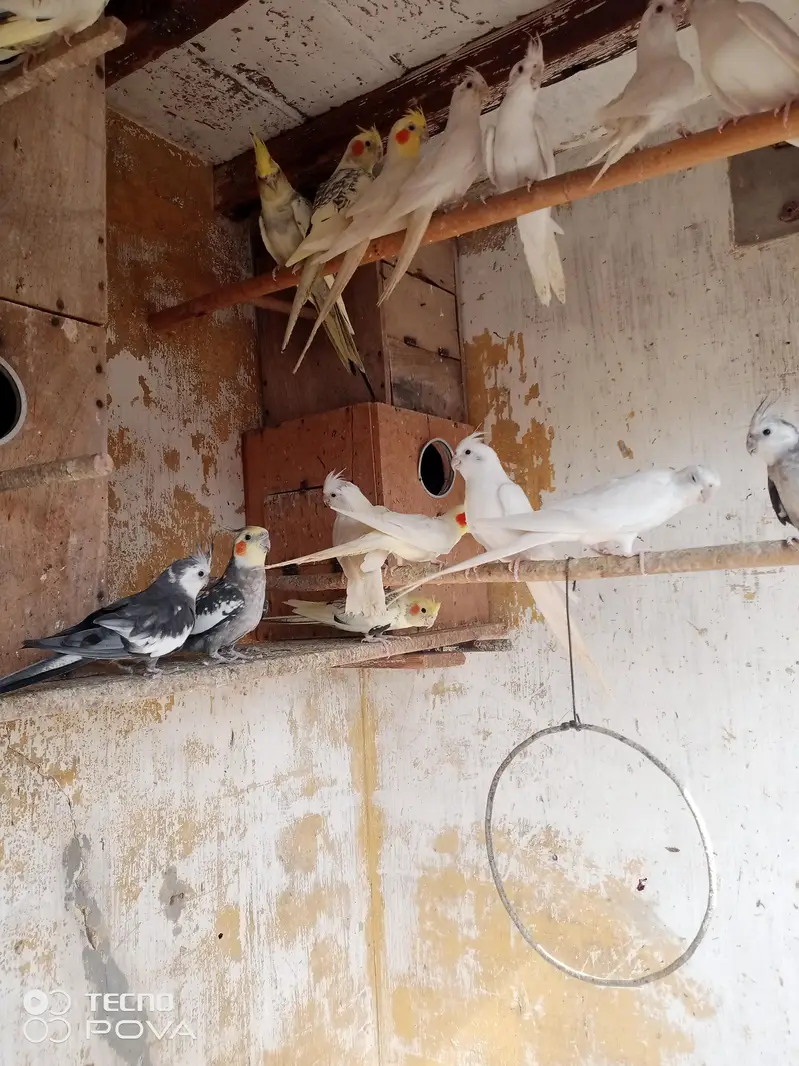 cocktai breeder pairs argent for sale. 03181446964