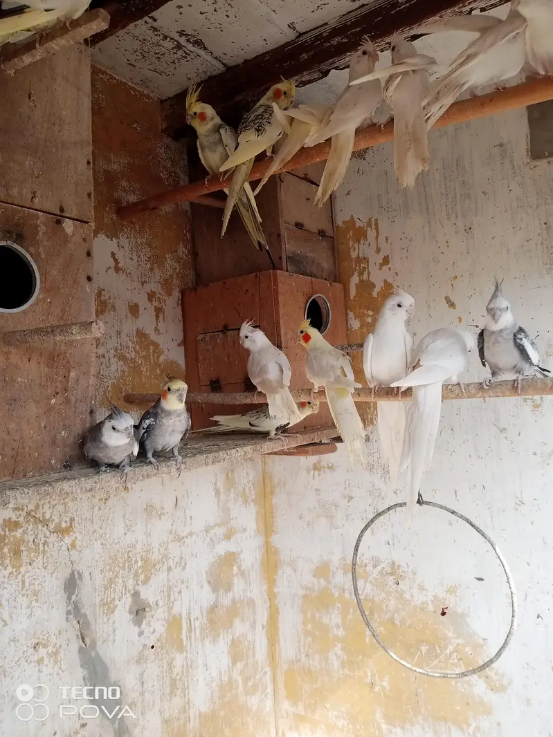 cocktai breeder pairs argent for sale. 03181446964 — photo 4