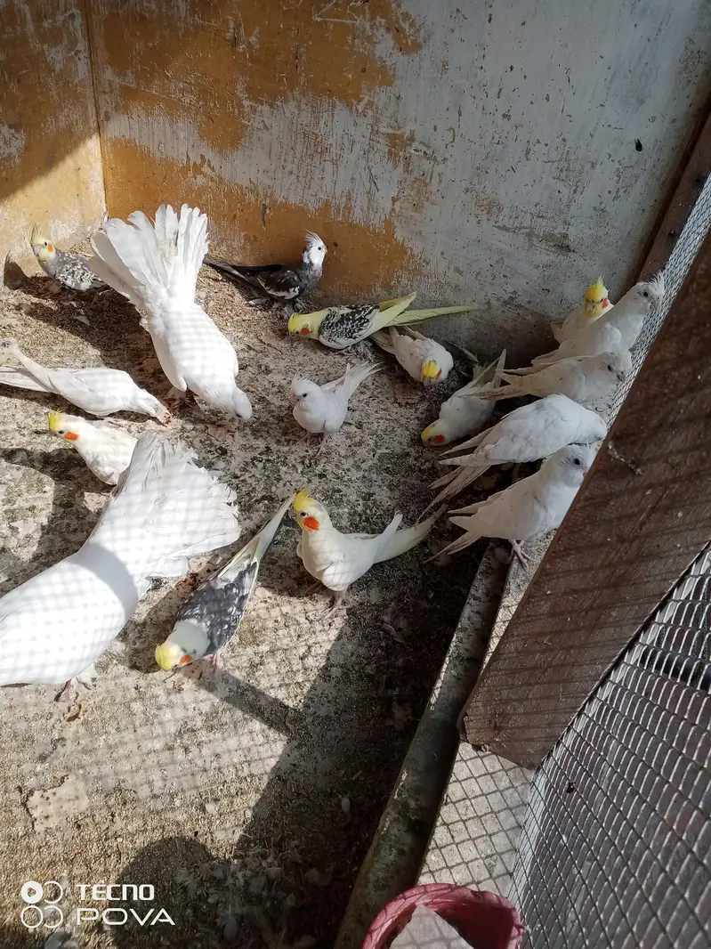 cocktai breeder pairs argent for sale. 03181446964 — photo 5
