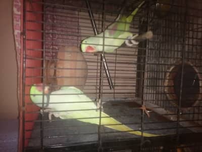 beautiful raw parrots 2 pair available