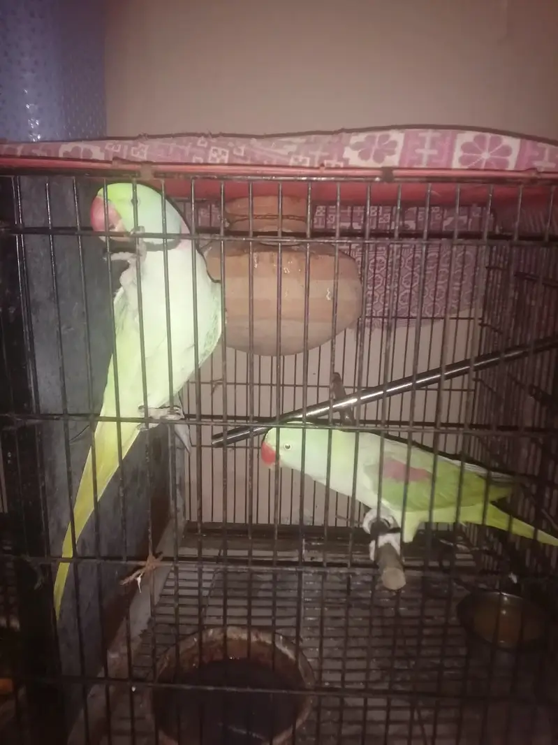 beautiful raw parrots 2 pair available — photo 2