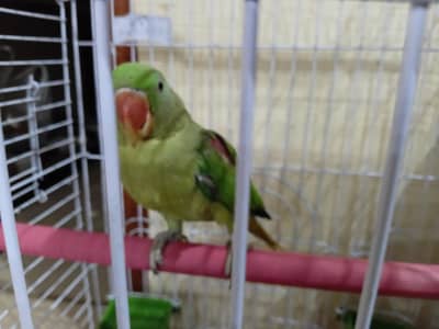 Alexander parrot