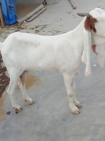 gulabi bakri danto me abhi 6 hoi hy heat per bhi hy