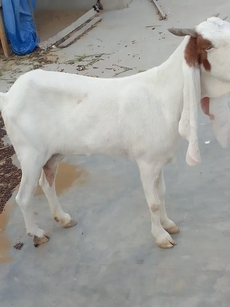 gulabi bakri danto me abhi 6 hoi hy heat per bhi hy