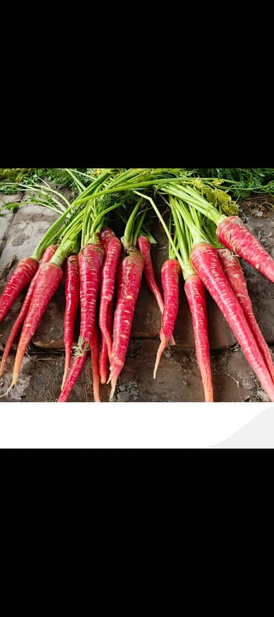 gajir ka f1 seed red cor