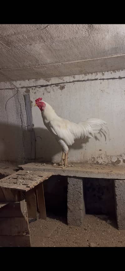 Pure Heera Aseel Murgha (3+ Years Old) - Healthy & Active Breeder