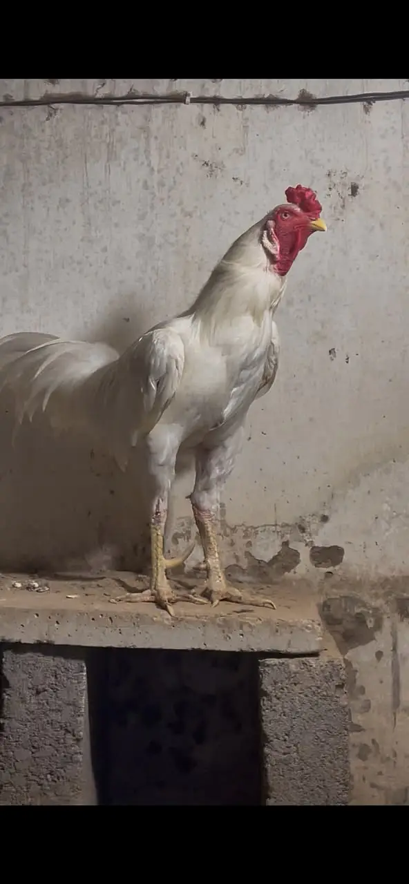 Pure Heera Aseel Murgha (3+ Years Old) - Healthy & Active Breeder — photo 2