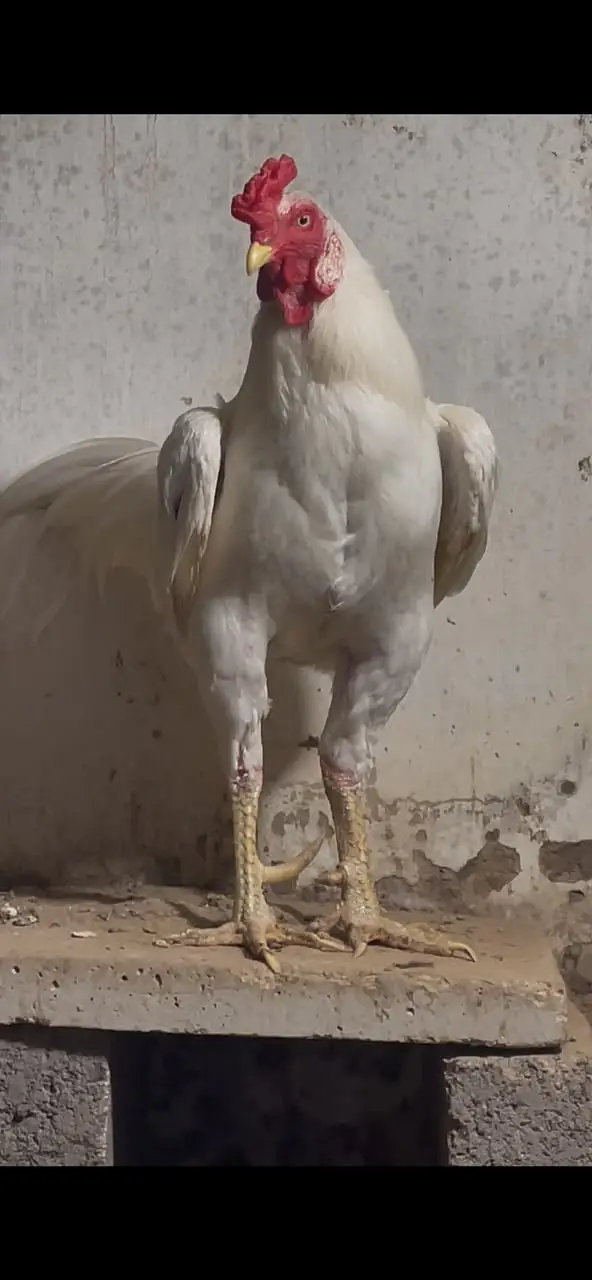 Pure Heera Aseel Murgha (3+ Years Old) - Healthy & Active Breeder — photo 3