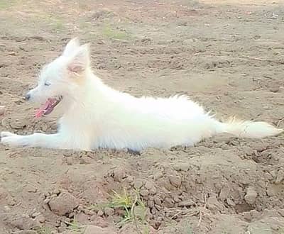 Russian+ Phodal Male Papy age 7 month vaccines ok lcton kotla Gujrat
