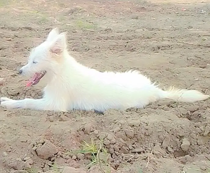 Russian+ Phodal Male Papy age 7 month vaccines ok lcton kotla Gujrat