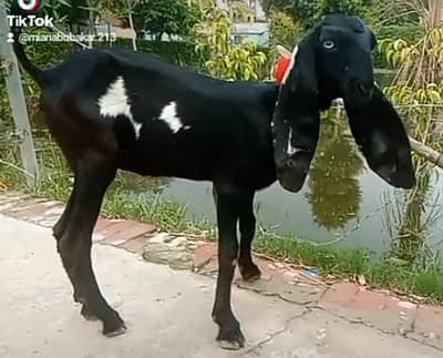 bareedr quality amrtsari betal female