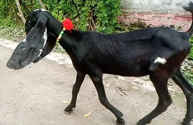 bareedr quality amrtsari betal female — photo 2