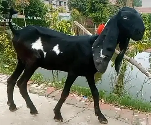 bareedr quality amrtsari betal female — photo 3