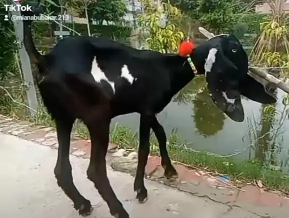bareedr quality amrtsari betal female — photo 4