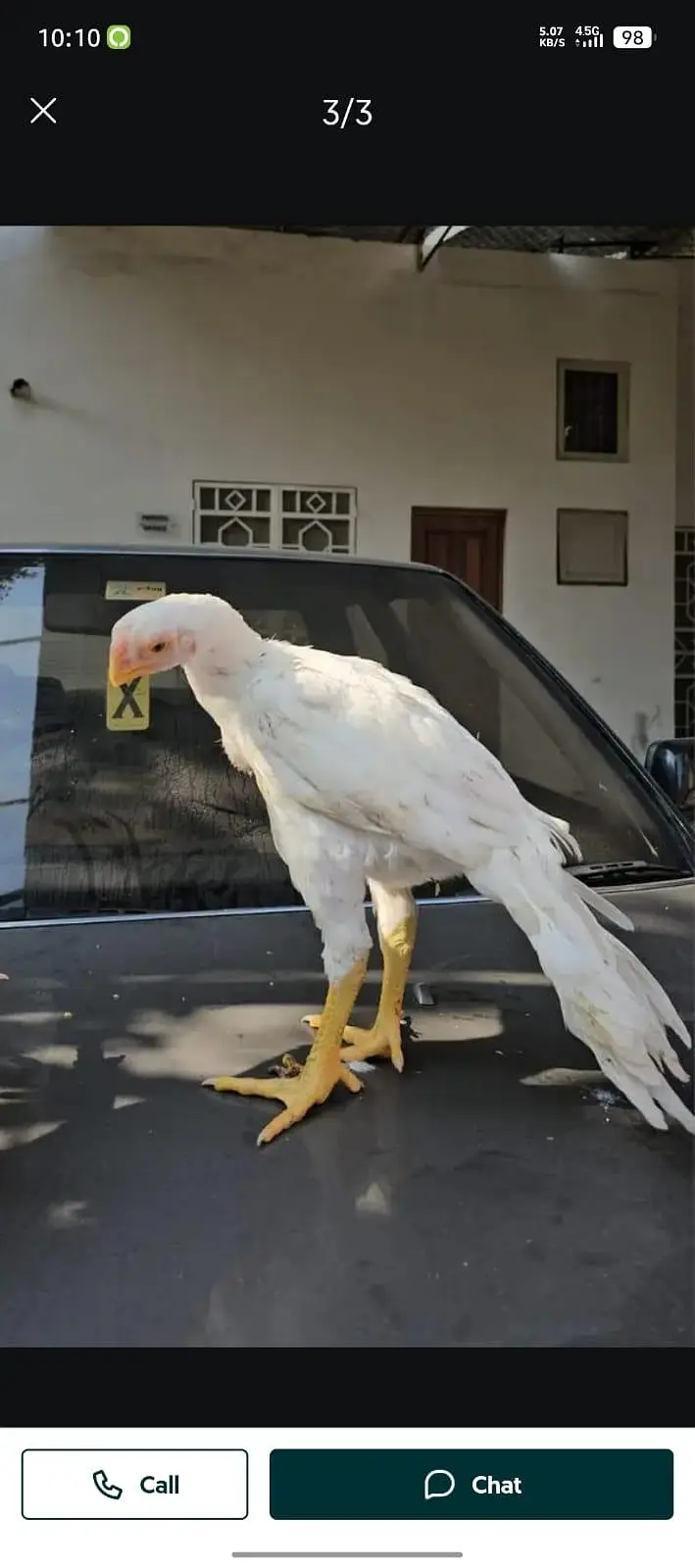 Indian b parrot murga for sale — photo 2