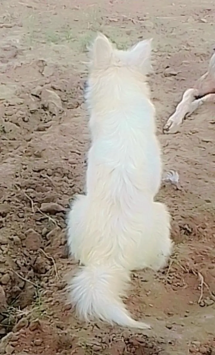 Russian+ Phodal Male Papy age 7 month vaccines ok lcton kotla Gujrat — photo 2