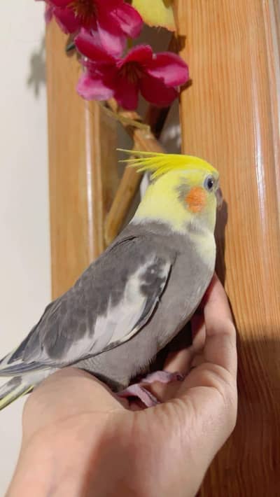 grey cocktail parrot orange cheeks
