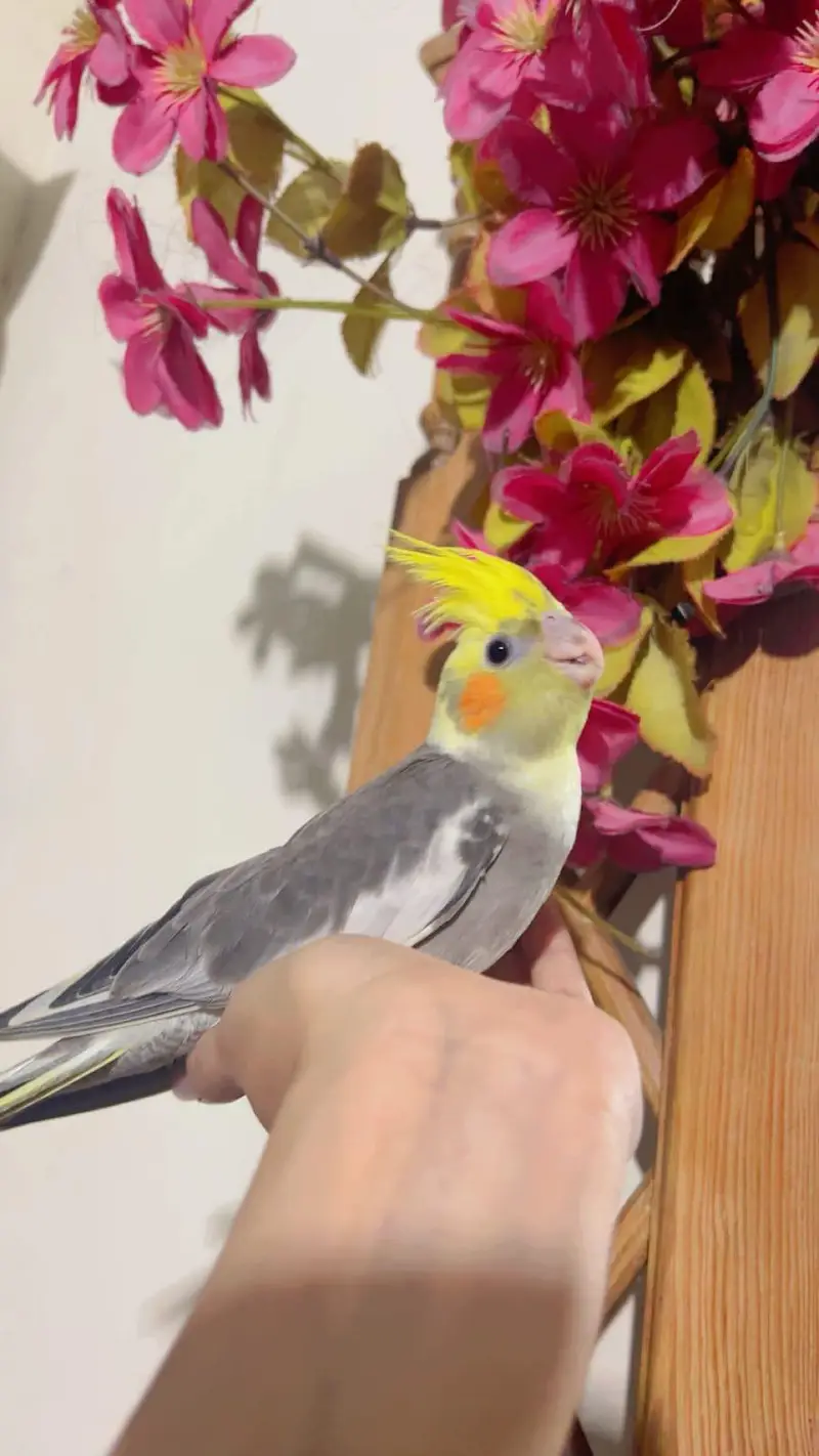 grey cocktail parrot orange cheeks — photo 3