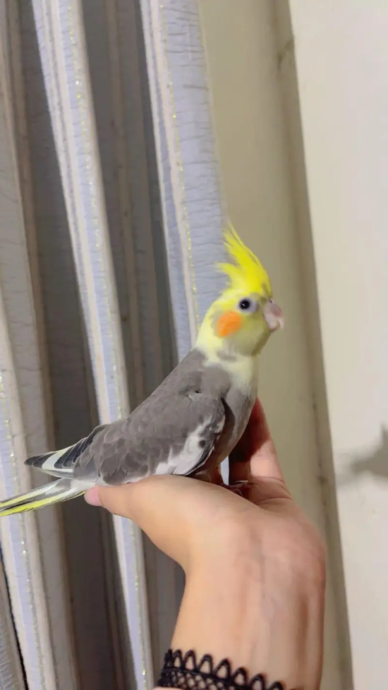 grey cocktail parrot orange cheeks — photo 4