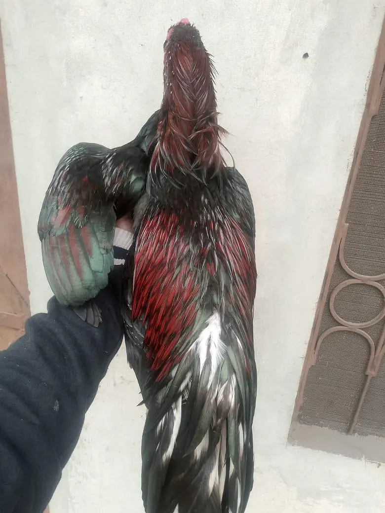 Pure Mianwali aseel murga long tail — photo 2