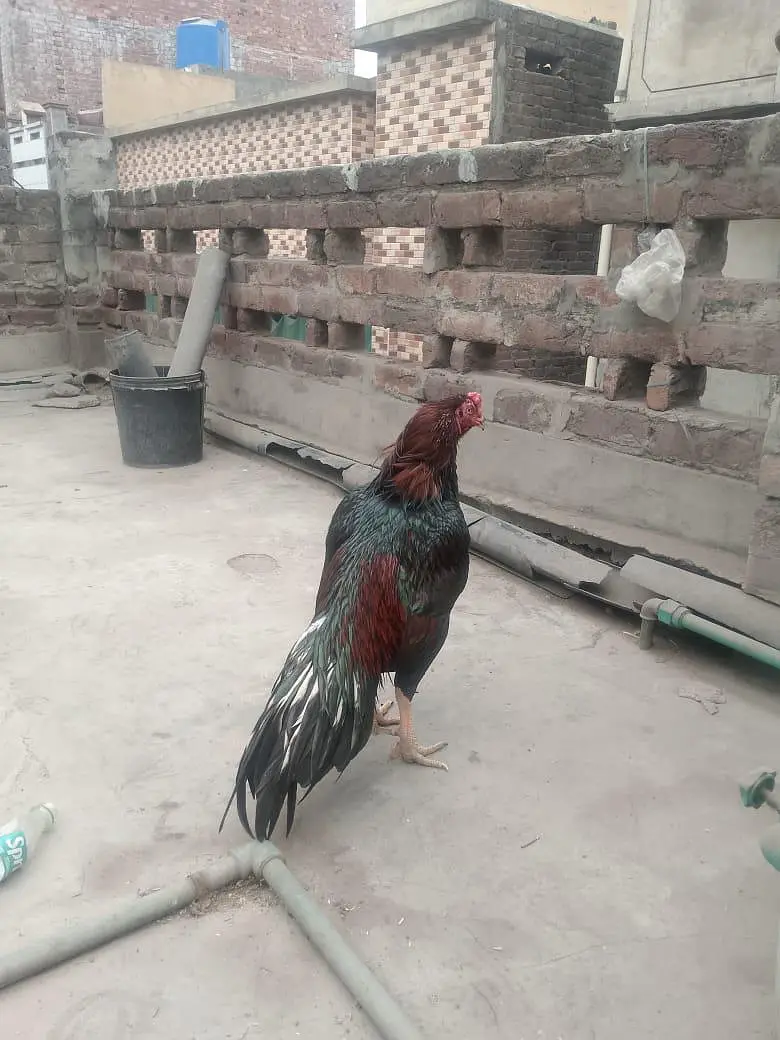 Pure Mianwali aseel murga long tail — photo 3