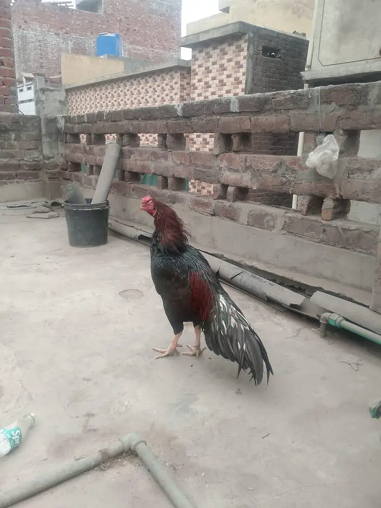 Pure Mianwali aseel murga long tail — photo 4