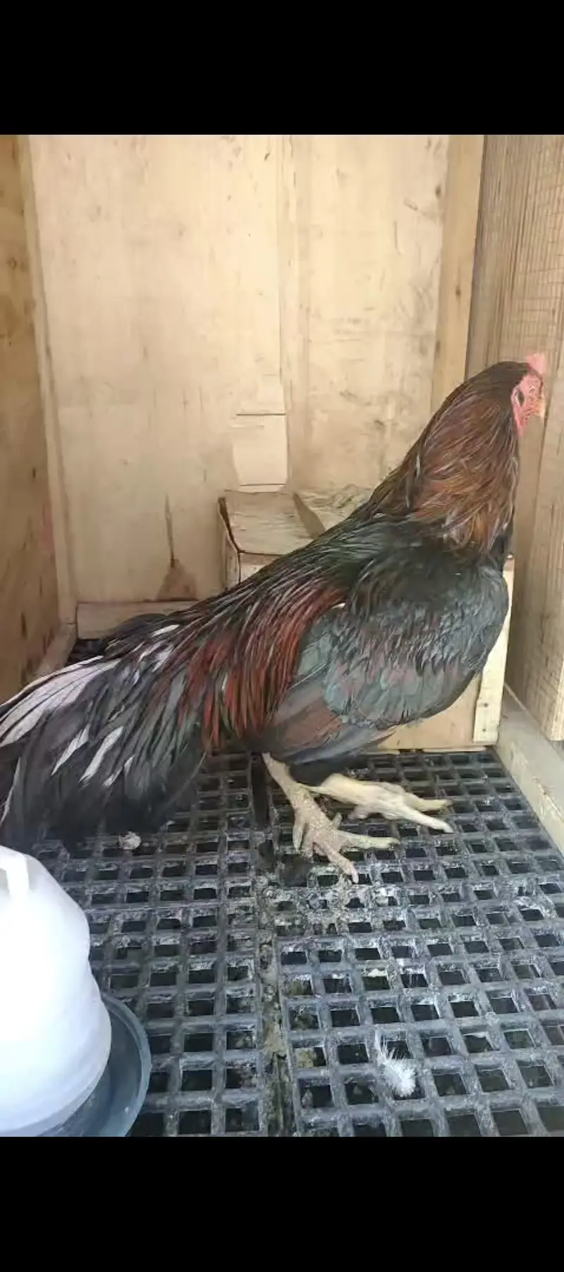 Pure Mianwali aseel murga long tail — photo 5