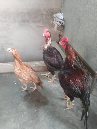 2 Pairs Aseel (Shamu, Java, Lakha Tarla)