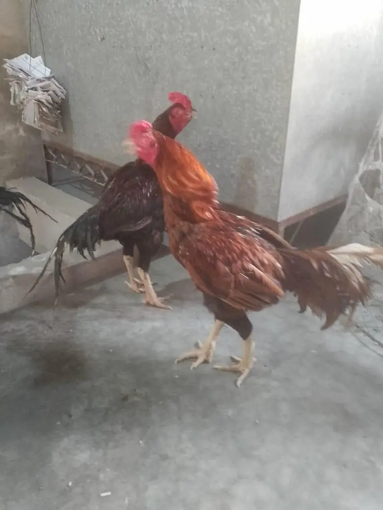 2 Pairs Aseel (Shamu, Java, Lakha Tarla) — photo 2