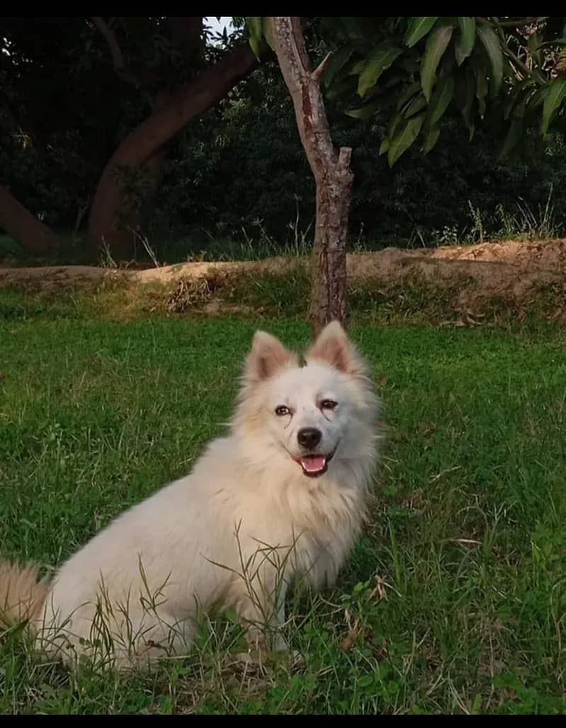 Haiixe 1
